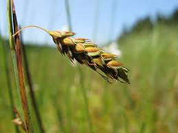 Attēlu rezultāti vaicājumam “Carex limosa”