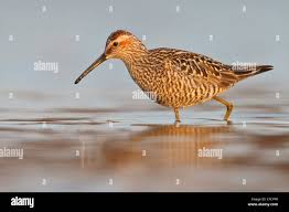 Image result for Calidris himantopus