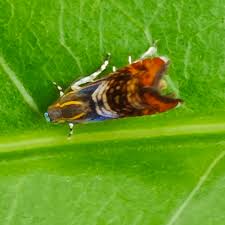 Attēlu rezultāti vaicājumam “Tortricidae”