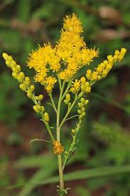 Attēlu rezultāti vaicājumam “Solidago virgaurea flower”