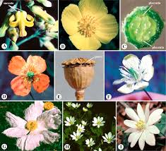 Attēlu rezultāti vaicājumam “Berberidaceae”