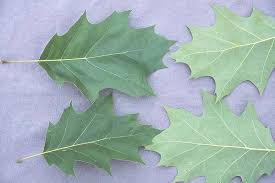 Attēlu rezultāti vaicājumam “Quercus rubra”