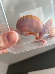 Image result for gravidity leopard gecko
