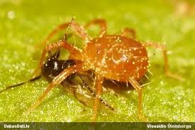 Attēlu rezultāti vaicājumam “Chlorochroa juniperina imago”