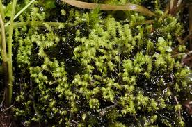 Attēlu rezultāti vaicājumam “Pohlia wahlenbergii”