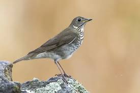 Image result for Catharus minimus