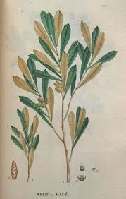 Attēlu rezultāti vaicājumam “Myrica gale fruit”