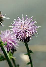 Attēlu rezultāti vaicājumam “Cirsium arvense flower”