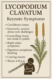 Attēlu rezultāti vaicājumam “Lycopodium clavatum”