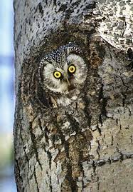 Image result for Aegolius funereus