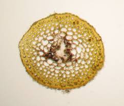 Attēlu rezultāti vaicājumam “Dicranum undulatum”