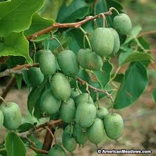 Attēlu rezultāti vaicājumam “Actinidia kolomikta fruit”