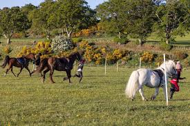 Image result for Peebles & District Riding Club