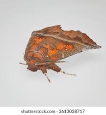 Attēlu rezultāti vaicājumam “Scoliopteryx libatrix”