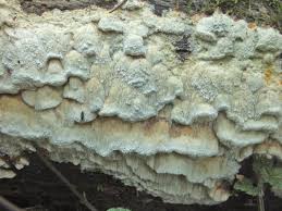 Attēlu rezultāti vaicājumam “Skeletocutis odora”