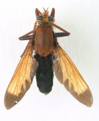 Attēlu rezultāti vaicājumam “Asilus crabroniformis”