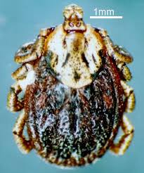 Attēlu rezultāti vaicājumam “Dermacentor reticulatus female”