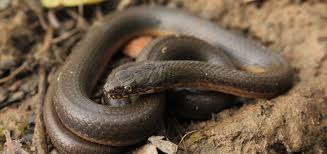 Attēlu rezultāti vaicājumam “Lycogala convexum sessile”