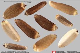 Attēlu rezultāti vaicājumam “Cirsium arvense fruit”