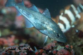 Image result for Microgadus tomcod