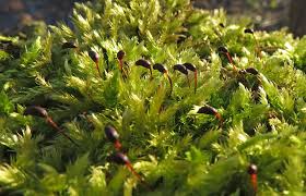 Attēlu rezultāti vaicājumam “Leiocolea rutheana sporophyte”