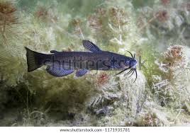 Image result for Ameiurus melas