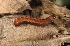 Attēlu rezultāti vaicājumam “Diarsia brunnea”