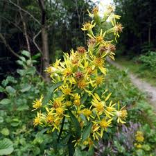 Attēlu rezultāti vaicājumam “Solidago virgaurea flower”