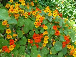Image result for Tropaeolum majus