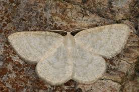 Attēlu rezultāti vaicājumam “Cabera exanthemata”