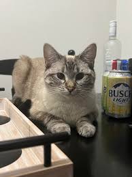Image result for busch 8791