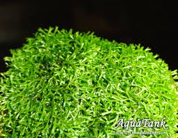 Attēlu rezultāti vaicājumam “Riccia”