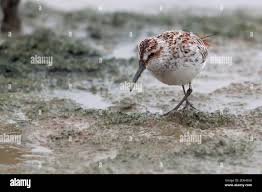 Attēlu rezultāti vaicājumam “Calidris falcinellus adult”