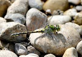 Attēlu rezultāti vaicājumam “Ophiogomphus cecilia”