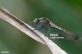 Attēlu rezultāti vaicājumam “Sympetrum sanguineum female”