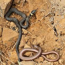 Image result for Ringelnatter