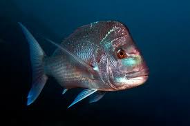 Image result for Pagrus auratus