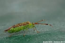 Attēlu rezultāti vaicājumam “Pantilius tunicatus”