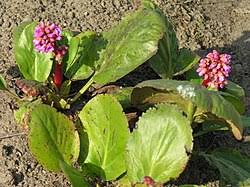 Attēlu rezultāti vaicājumam “Bergenia crassifolia flower”