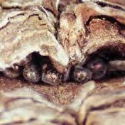 Attēlu rezultāti vaicājumam “Lymantria monacha pupa”