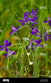 Attēlu rezultāti vaicājumam “Consolida regalis leaf”