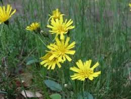 Attēlu rezultāti vaicājumam “Hieracium murorum”