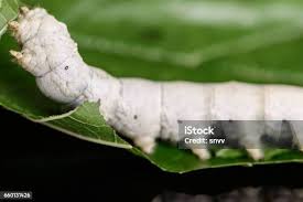 Attēlu rezultāti vaicājumam “Lygistopterus sanguineus larva”