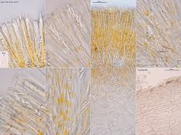 Attēlu rezultāti vaicājumam “Mitrula paludosa”