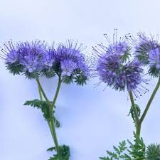 Image result for Phacelia