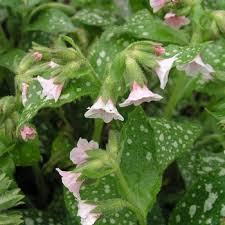 Image result for Pulmonaria Silverado