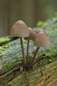 Attēlu rezultāti vaicājumam “Mycena stipata”