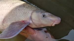 Image result for Cycleptus elongatus