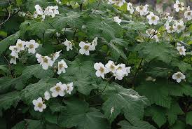 Attēlu rezultāti vaicājumam “Rubus parviflorus leaf”