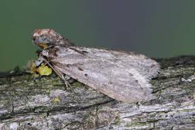 Attēlu rezultāti vaicājumam “Semioscopis avellanella”